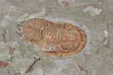 Ordovician Trilobite (Euloma) - Zagora, Morocco #85206-3